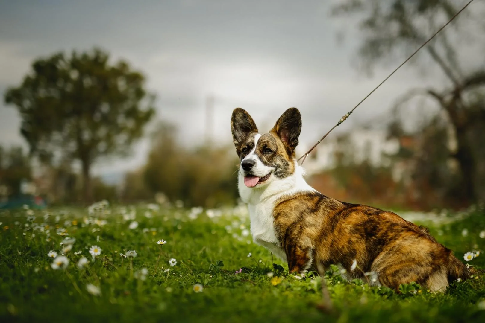 corgi athens greece corgi greece