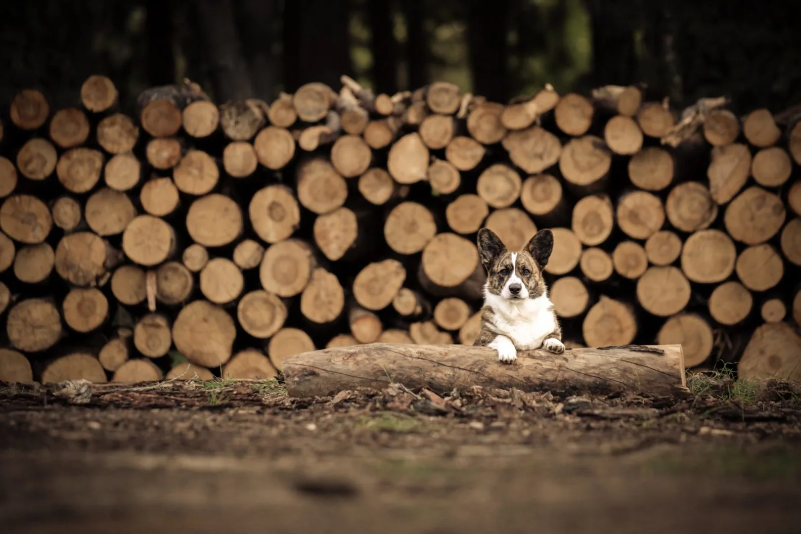 Aureate Corgis - Corgi Cardigan Portrait in forest