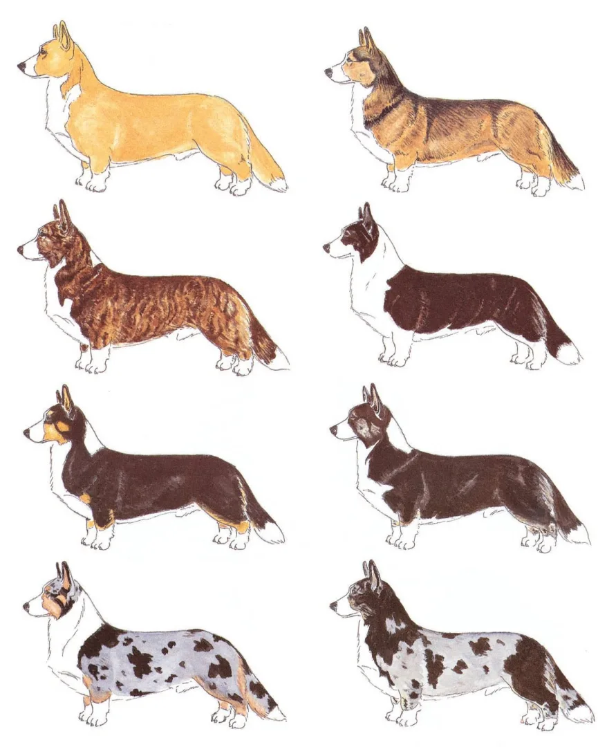 Welsh Corgi Cardigan Colors