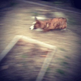 Corgi running zoomies Corgi running zoomies