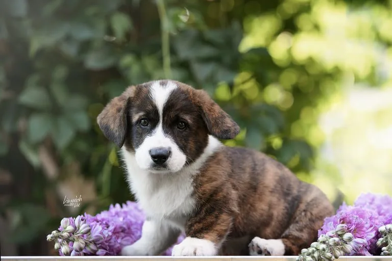 Aureate Corgis Molly Corgi Puppy