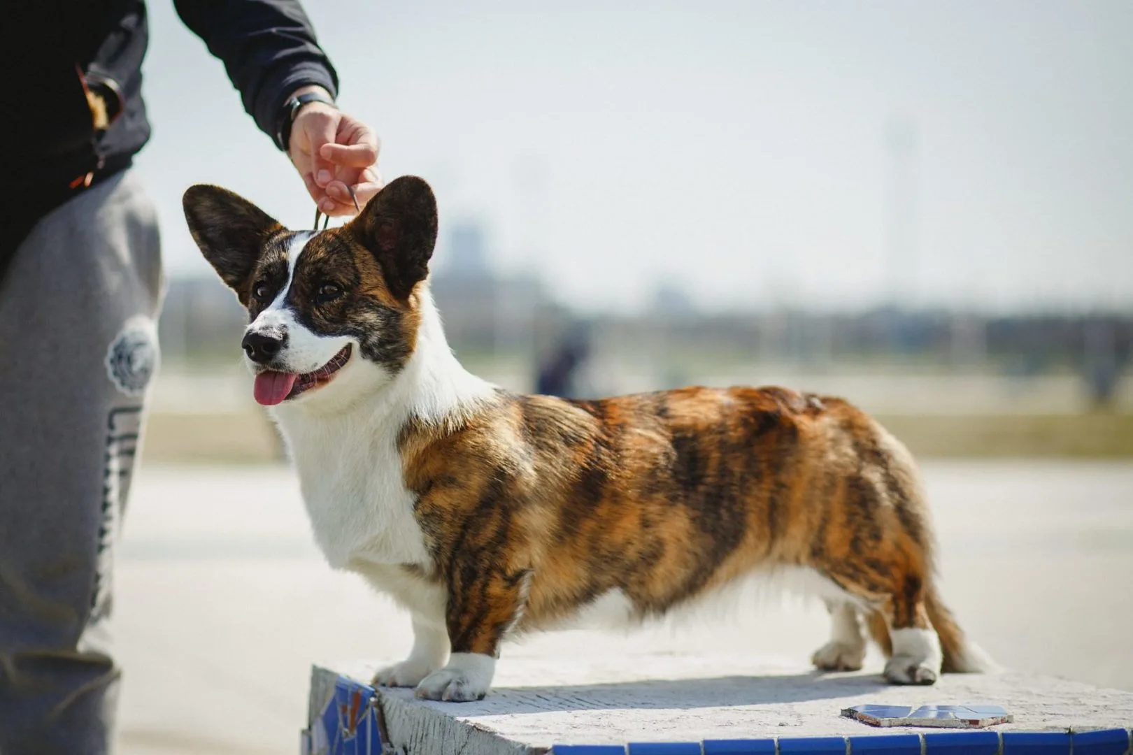 corgi dog show training 2 corgi dog show training