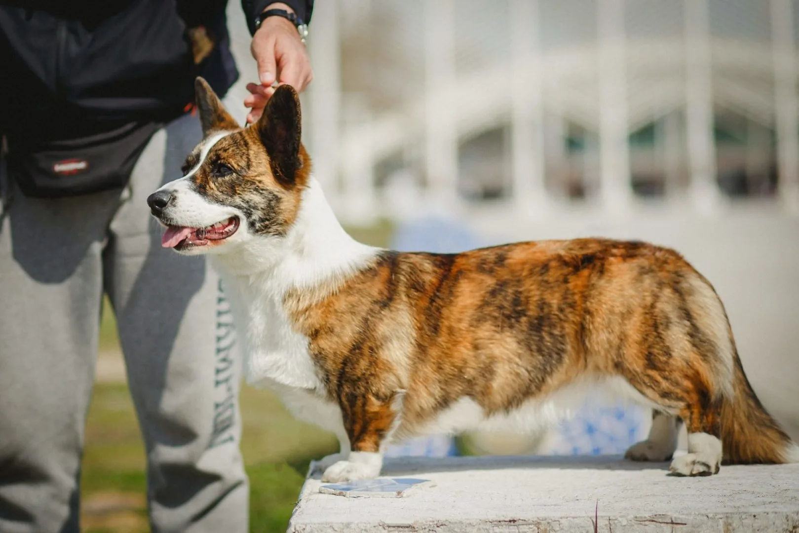 corgi dog show training 3 corgi dog show training