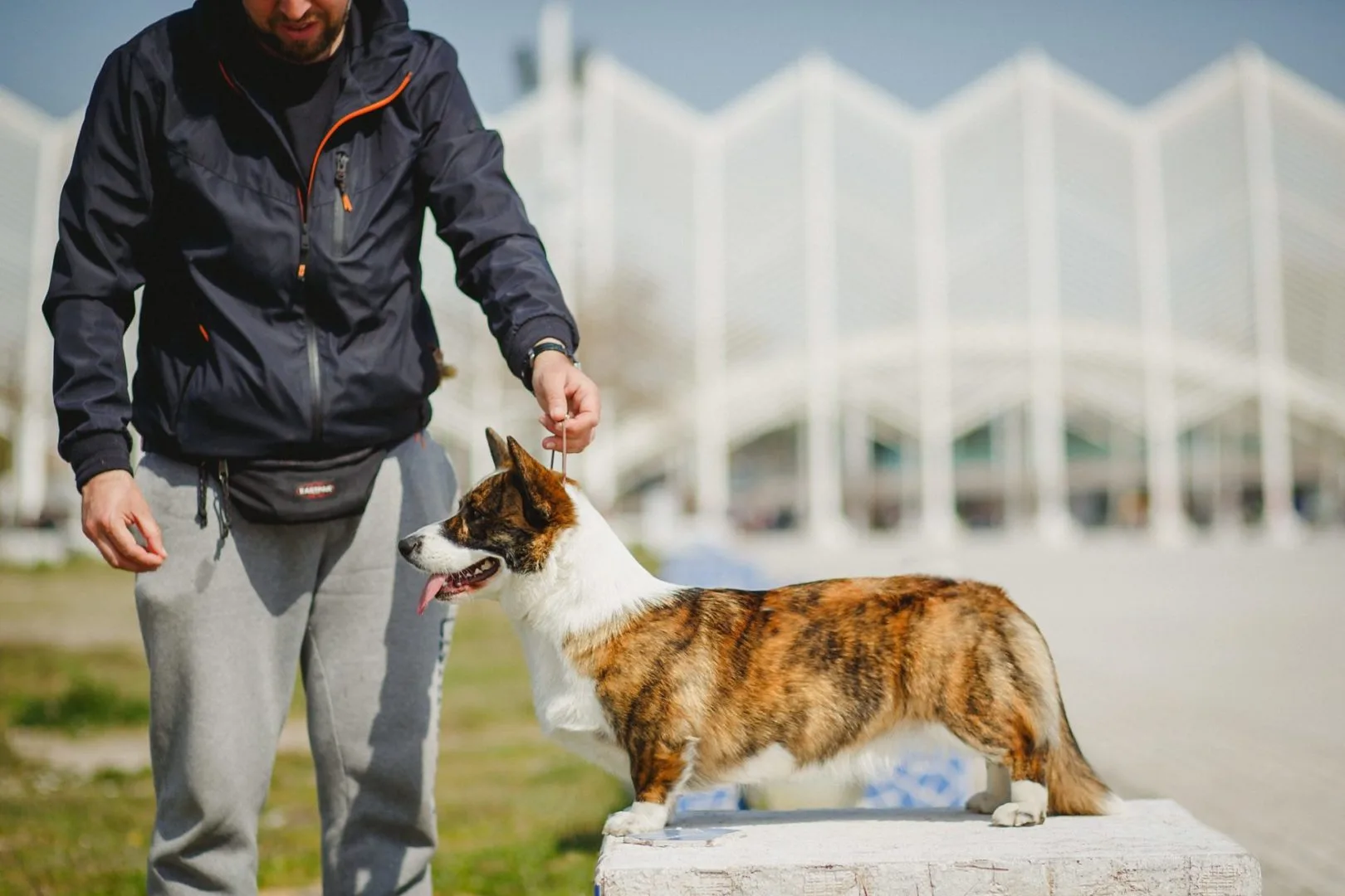 corgi dog show training 4 corgi dog show training