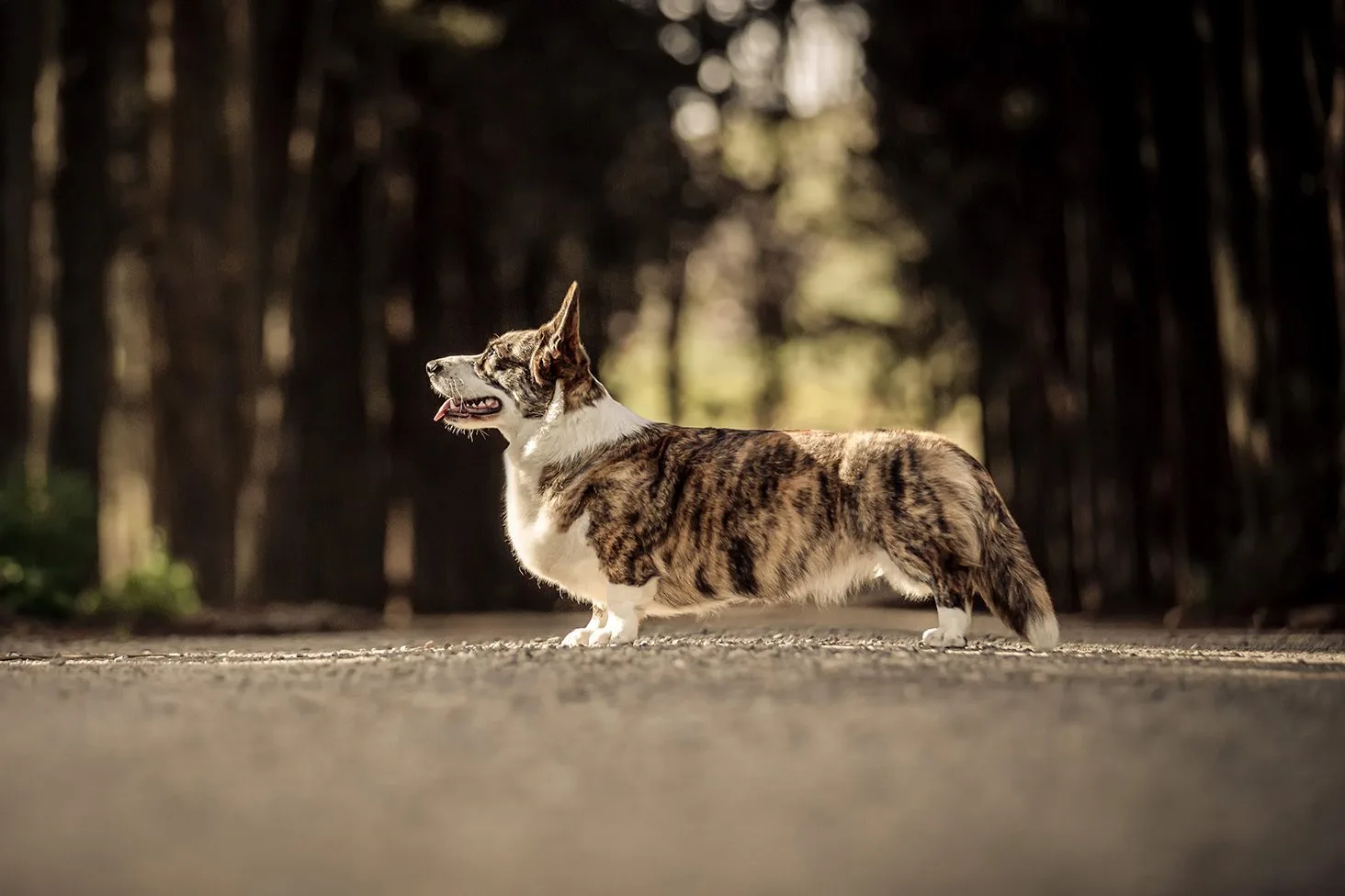 Welsh Corgi Female 2 Welsh Corgi Cardigan Female