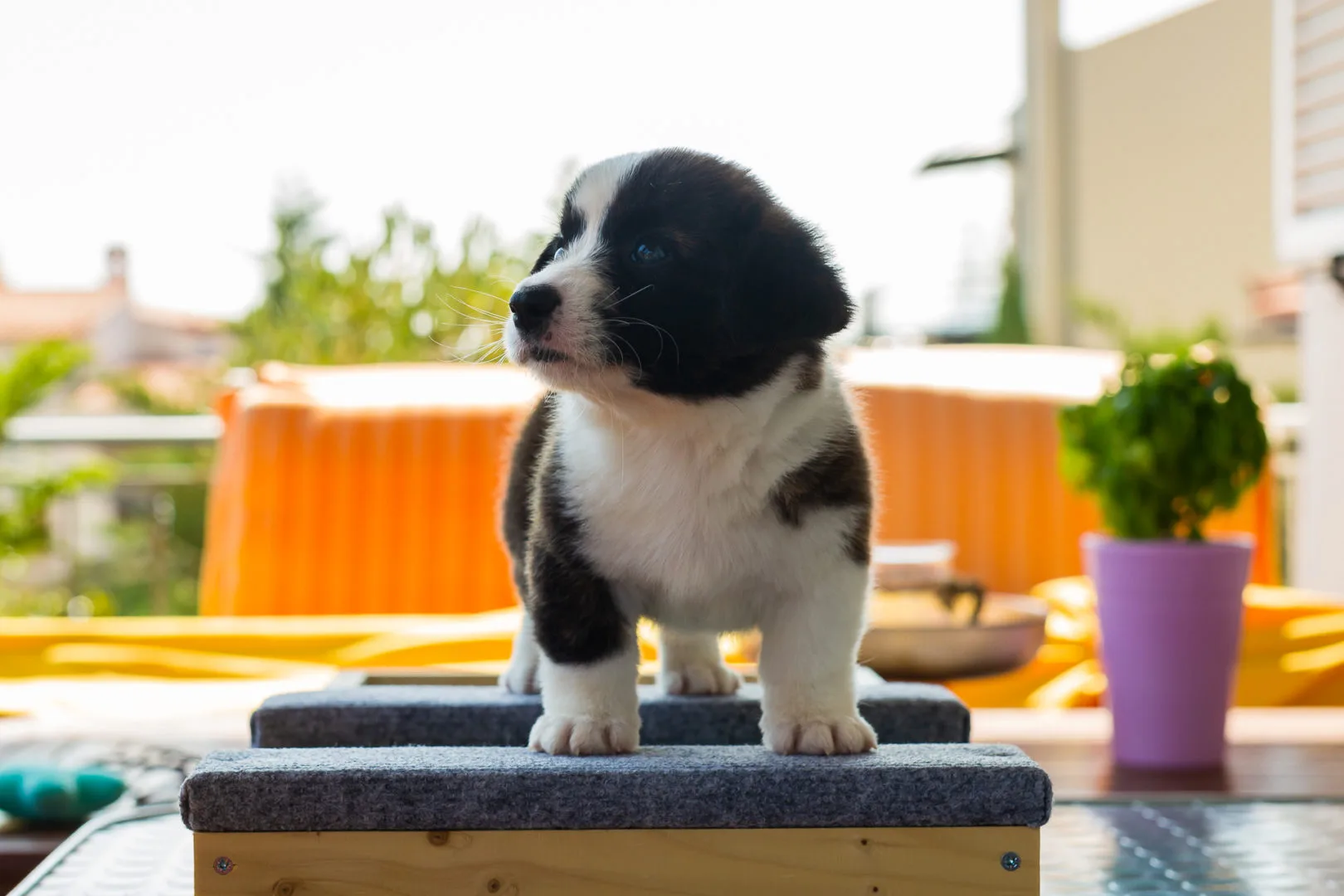 02 AUREATE JACK TORRANCE 003 02 AUREATE JACK TORRANCE 003