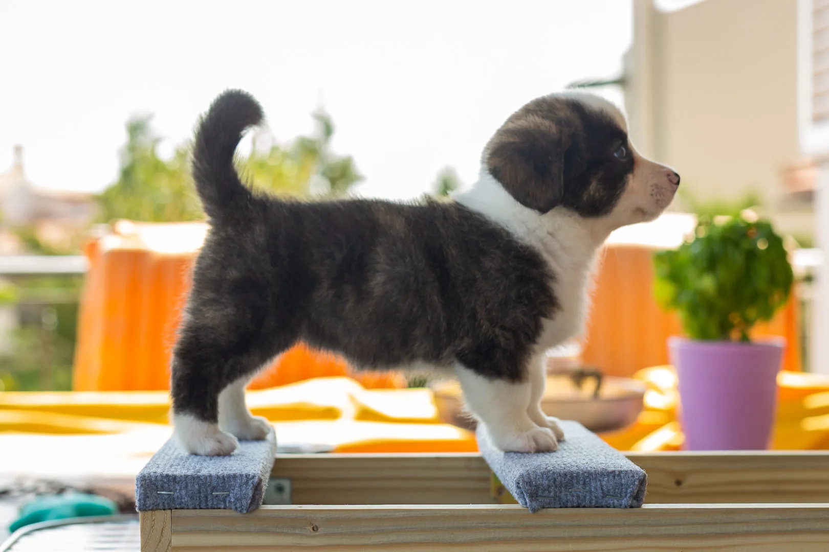 03 AUREATE EVERYTHINGS EVENTUAL 003 03 AUREATE EVERYTHINGS EVENTUAL 003