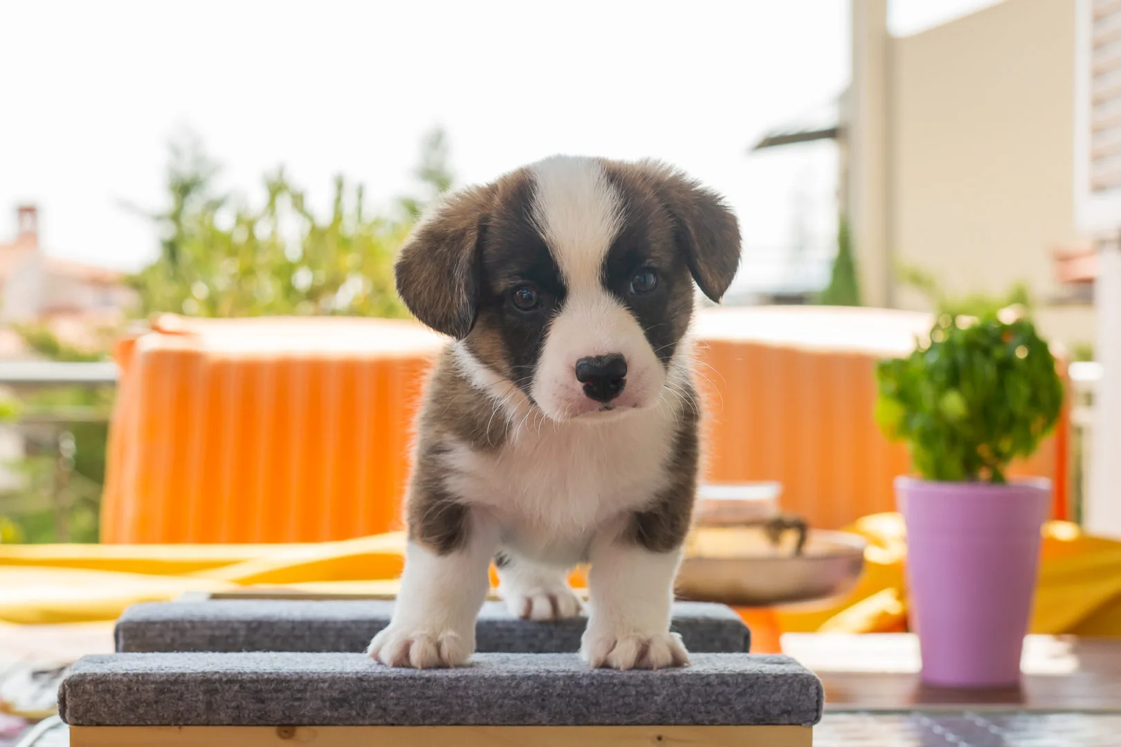 04 AUREATE THE SHINING 002 04 AUREATE THE SHINING 002