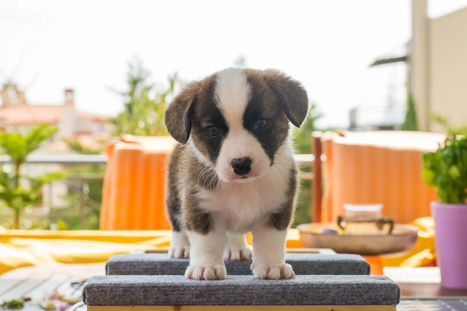 04 AUREATE THE SHINING 001 04 AUREATE THE SHINING 001