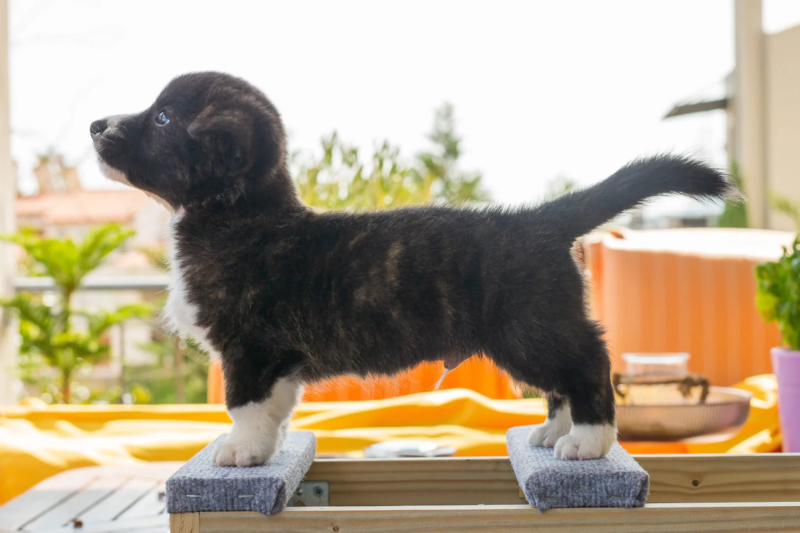 06 AUREATE CRIMSON KING 004 06 AUREATE CRIMSON KING 004