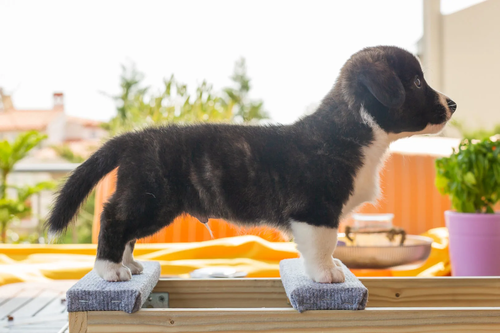 06 AUREATE CRIMSON KING 003 06 AUREATE CRIMSON KING 003