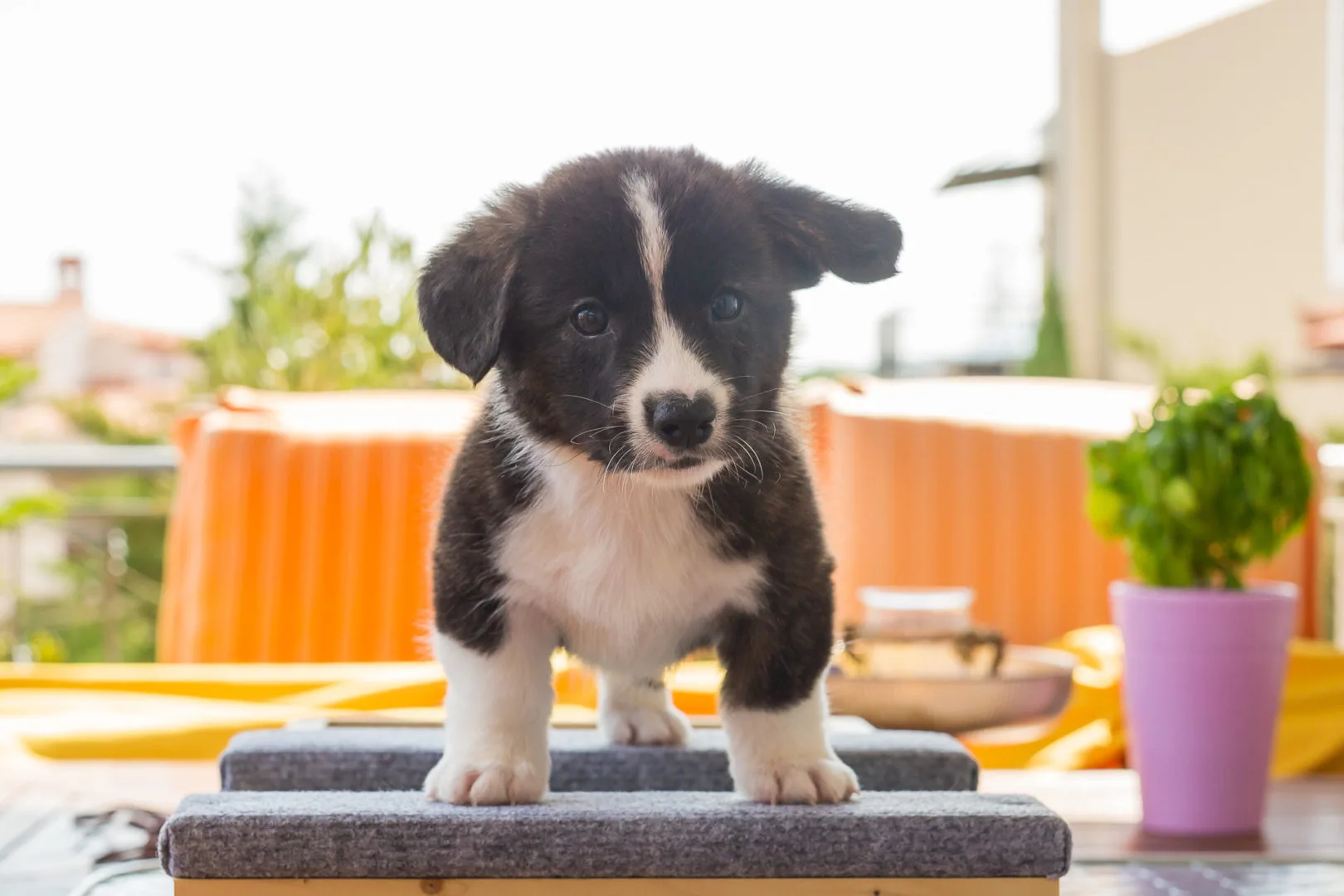 06 AUREATE CRIMSON KING 002 06 AUREATE CRIMSON KING 002