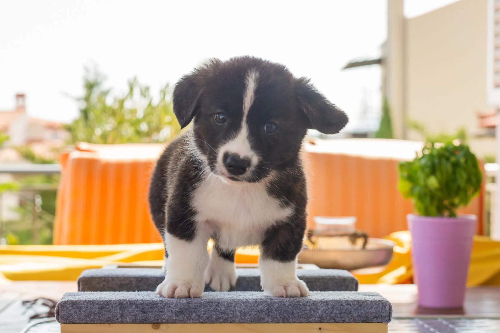 06 AUREATE CRIMSON KING 001 06 AUREATE CRIMSON KING 001