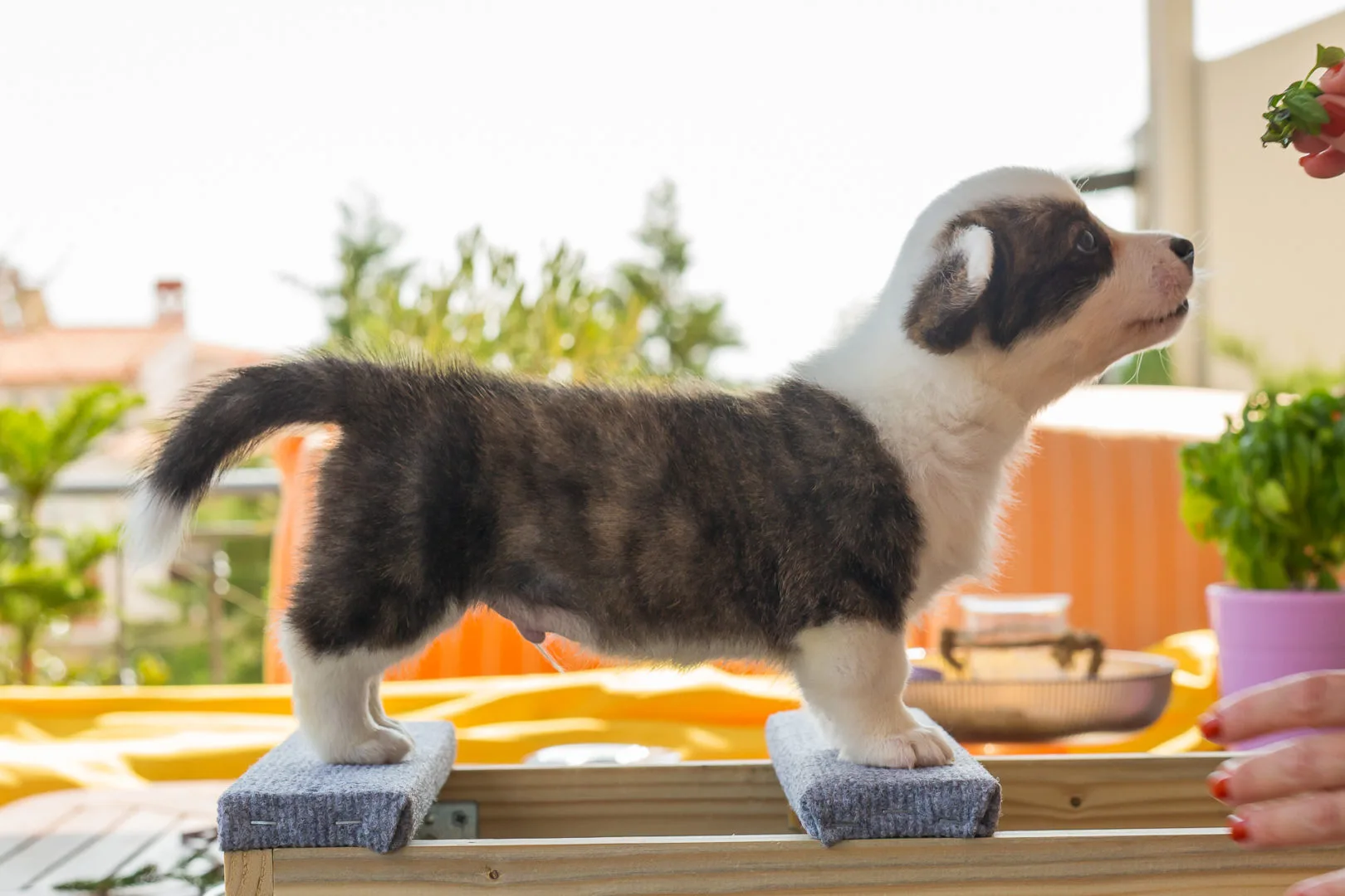 07 AUREATE PENNYWISE THE CLOWN 002 07 AUREATE PENNYWISE THE CLOWN 002