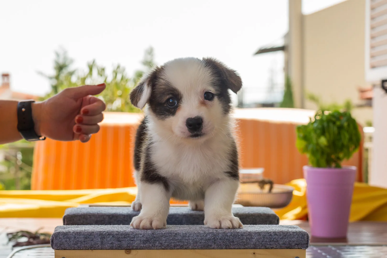 07 AUREATE PENNYWISE THE CLOWN 003 07 AUREATE PENNYWISE THE CLOWN 003